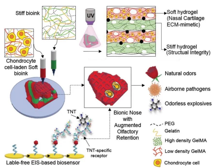 医用诱导骨基质是什么【专题集锦】软骨再生（20230111更新）_https://www.jmylbn.com_新闻资讯_第32张