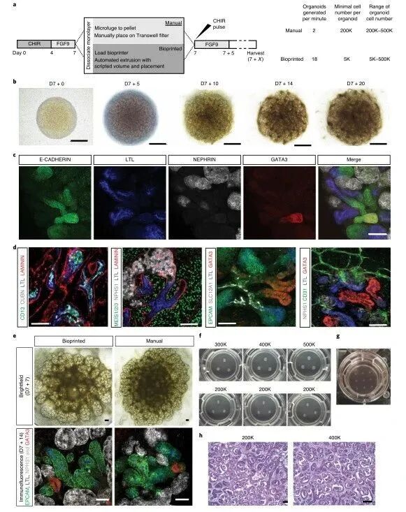 明胶在血管怎么降解【专题集锦】生物3D打印墨水设计及应用研究（20211124更新）_https://www.jmylbn.com_新闻资讯_第28张