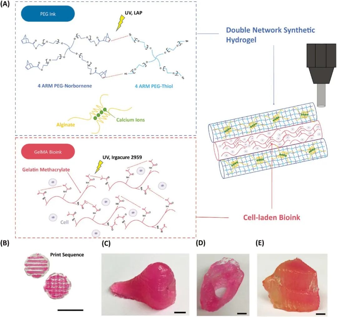 明胶在血管怎么降解【专题集锦】基于GelMA墨水的生物3D打印（20230110更新）_https://www.jmylbn.com_新闻资讯_第22张