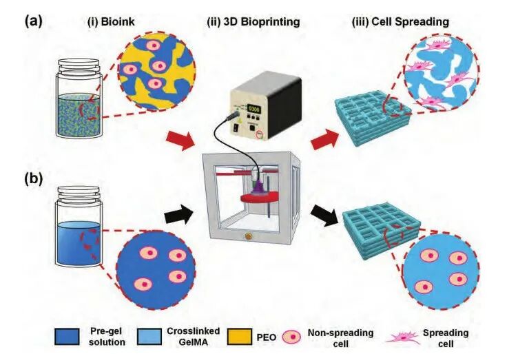 明胶在血管怎么降解【专题集锦】基于GelMA墨水的生物3D打印（20230110更新）_https://www.jmylbn.com_新闻资讯_第24张