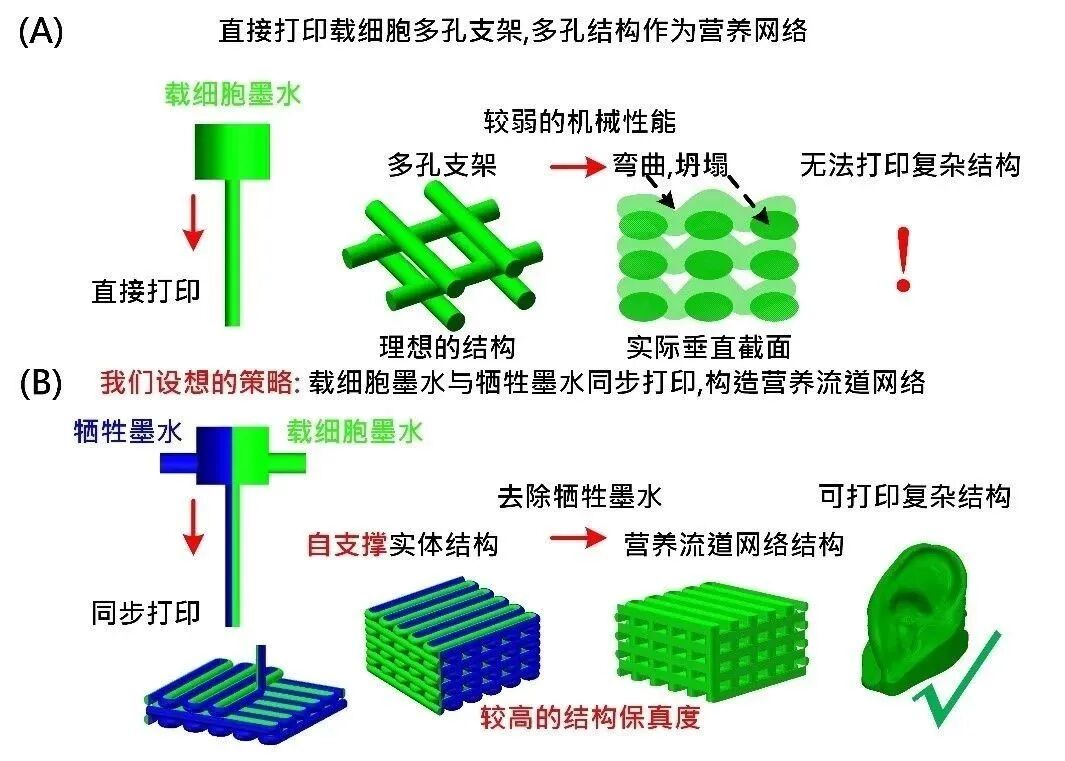 明胶在血管怎么降解【专题集锦】基于GelMA墨水的生物3D打印（20230110更新）_https://www.jmylbn.com_新闻资讯_第44张