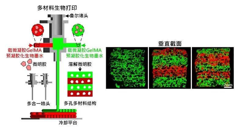明胶在血管怎么降解【专题集锦】基于GelMA墨水的生物3D打印（20230110更新）_https://www.jmylbn.com_新闻资讯_第48张