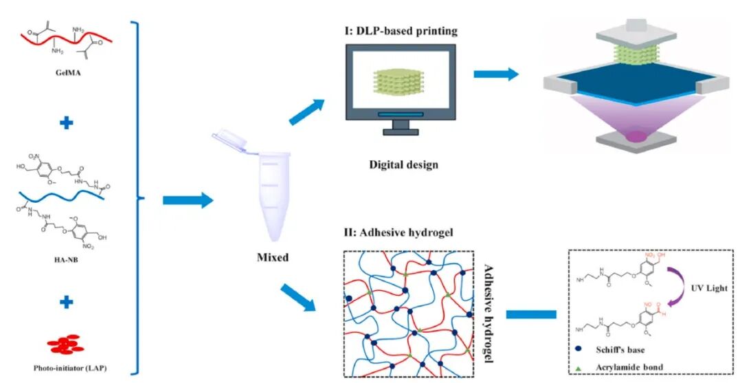 明胶在血管怎么降解【专题集锦】生物3D打印墨水设计及应用研究（20211124更新）_https://www.jmylbn.com_新闻资讯_第42张