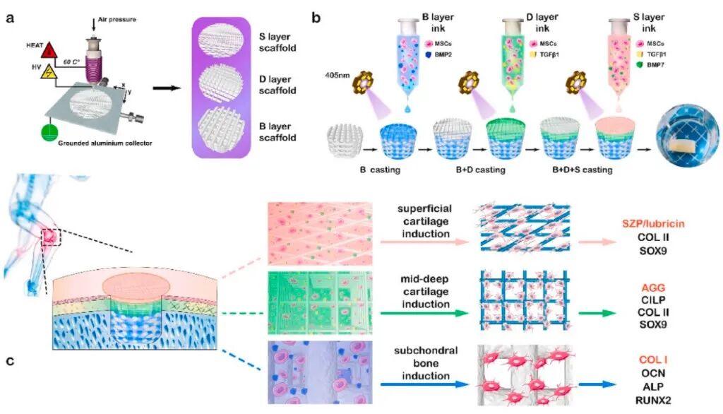 医用诱导骨基质是什么【专题集锦】软骨再生（20230111更新）_https://www.jmylbn.com_新闻资讯_第60张