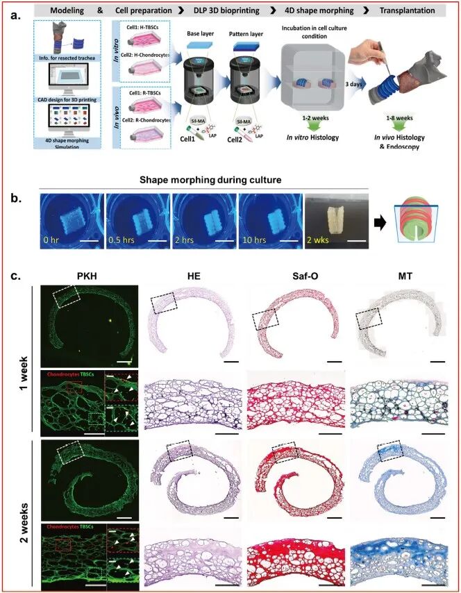 医用诱导骨基质是什么【专题集锦】软骨再生（20230111更新）_https://www.jmylbn.com_新闻资讯_第54张