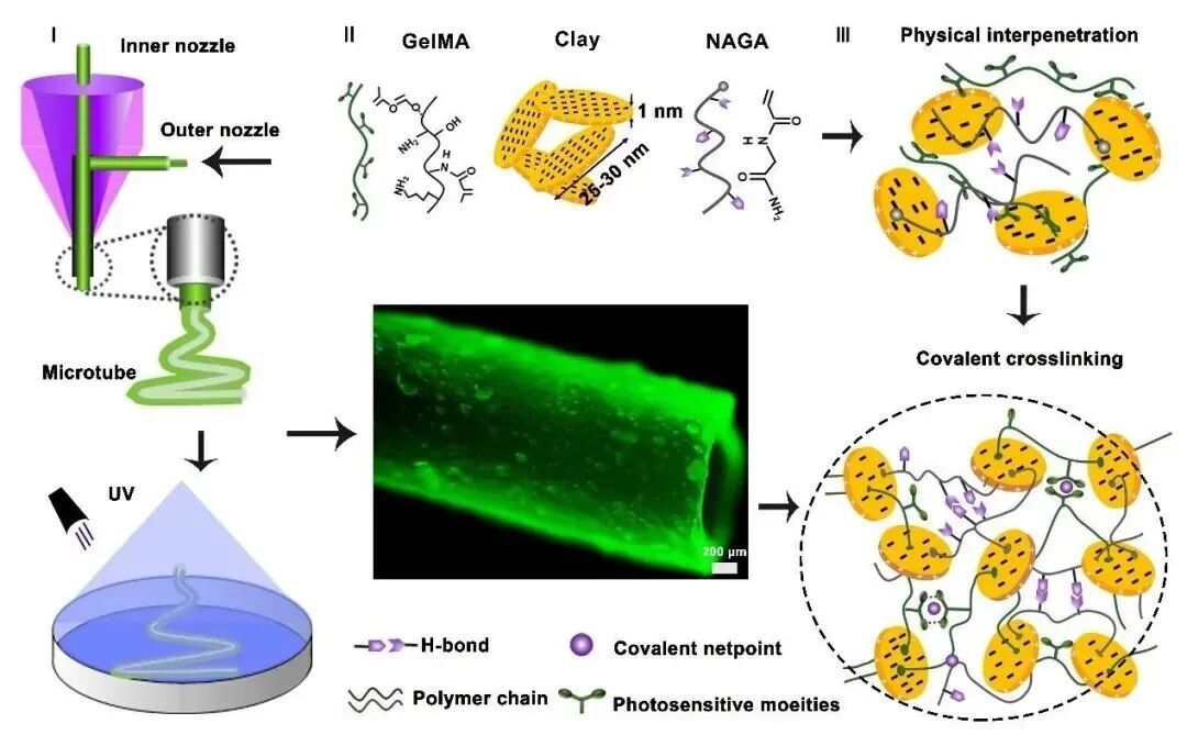 明胶在血管怎么降解【专题集锦】生物3D打印墨水设计及应用研究（20211124更新）_https://www.jmylbn.com_新闻资讯_第32张