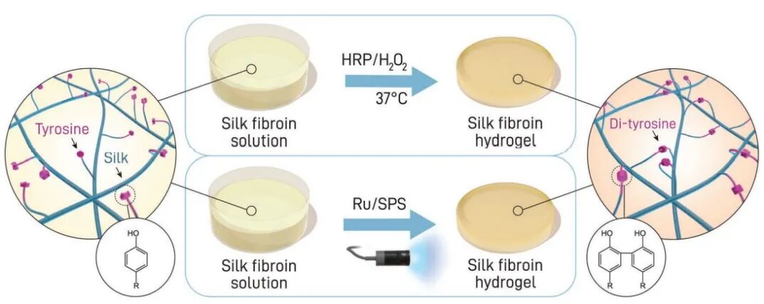 医用诱导骨基质是什么【专题集锦】软骨再生（20230111更新）_https://www.jmylbn.com_新闻资讯_第40张