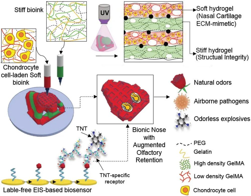 明胶在血管怎么降解【专题集锦】基于GelMA墨水的生物3D打印（20230110更新）_https://www.jmylbn.com_新闻资讯_第52张