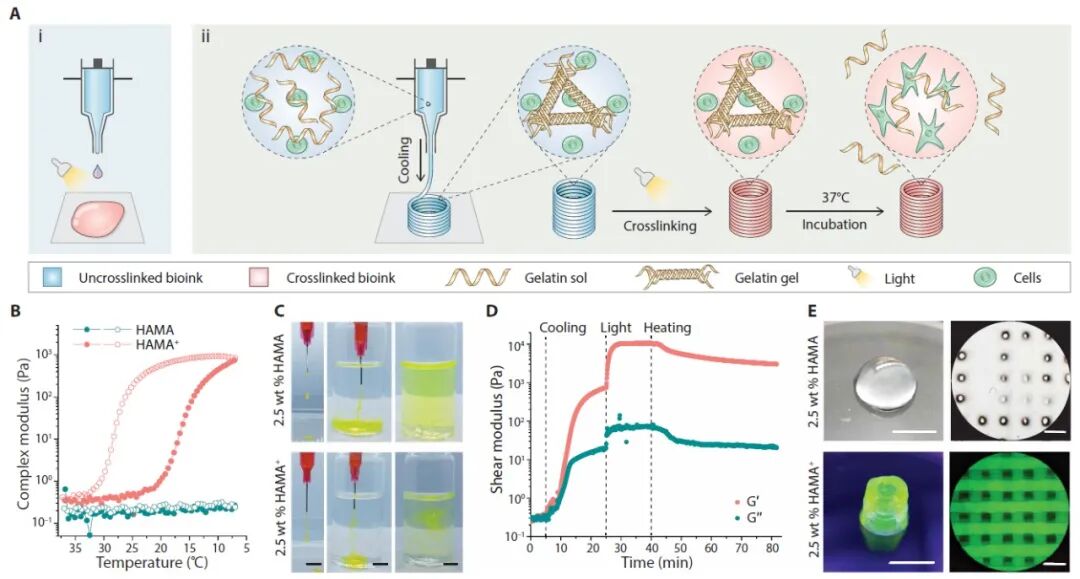 明胶在血管怎么降解【专题集锦】生物3D打印墨水设计及应用研究（20211124更新）_https://www.jmylbn.com_新闻资讯_第4张