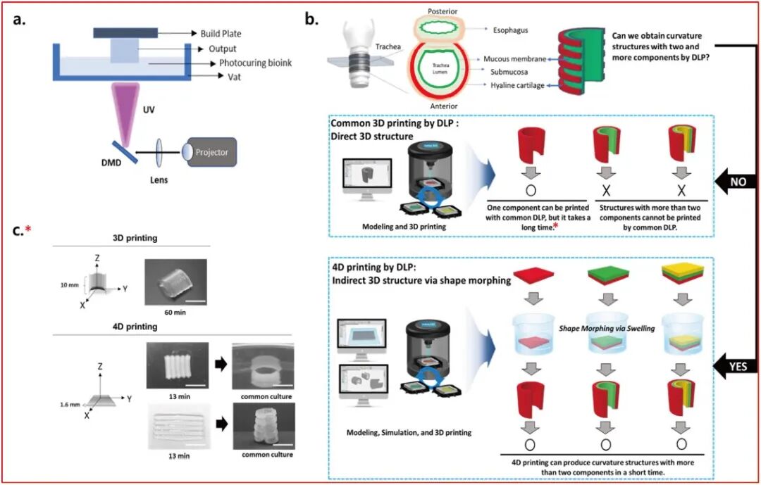 明胶在血管怎么降解【专题集锦】生物3D打印墨水设计及应用研究（20211124更新）_https://www.jmylbn.com_新闻资讯_第22张
