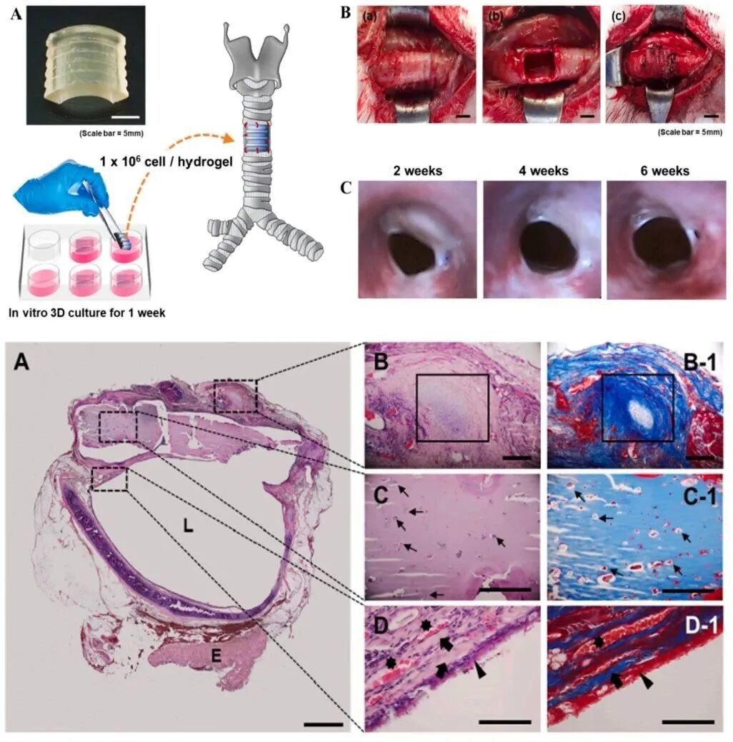 明胶在血管怎么降解【专题集锦】生物3D打印墨水设计及应用研究（20211124更新）_https://www.jmylbn.com_新闻资讯_第18张