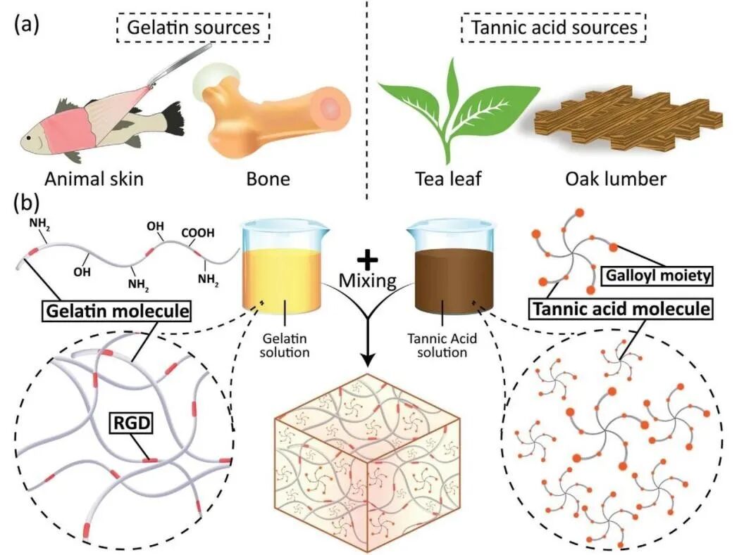 水凝胶伤口敷料怎么用【专题集锦】组织粘附与伤口敷料（20210803更新）_https://www.jmylbn.com_新闻资讯_第50张