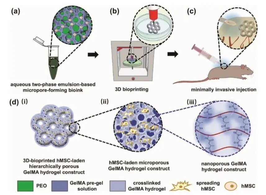 明胶在血管怎么降解【专题集锦】基于GelMA墨水的生物3D打印（20230110更新）_https://www.jmylbn.com_新闻资讯_第10张