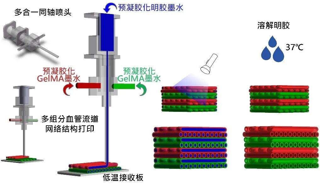明胶在血管怎么降解【专题集锦】基于GelMA墨水的生物3D打印（20230110更新）_https://www.jmylbn.com_新闻资讯_第36张