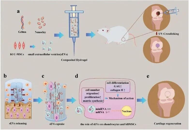 医用诱导骨基质是什么【专题集锦】软骨再生（20230111更新）_https://www.jmylbn.com_新闻资讯_第48张