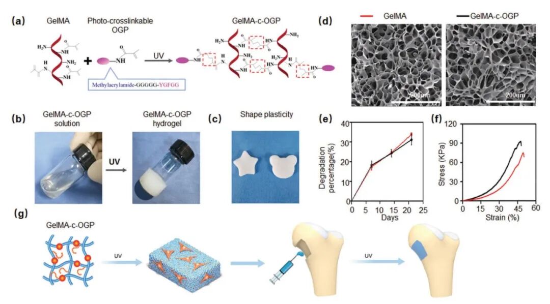 明胶在血管怎么降解【专题集锦】基于GelMA墨水的生物3D打印（20230110更新）_https://www.jmylbn.com_新闻资讯_第56张