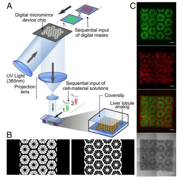 明胶在血管怎么降解【专题集锦】基于GelMA墨水的生物3D打印（20230110更新）_https://www.jmylbn.com_新闻资讯_第40张