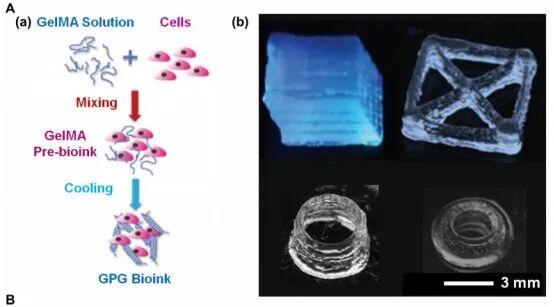 明胶在血管怎么降解【专题集锦】基于GelMA墨水的生物3D打印（20230110更新）_https://www.jmylbn.com_新闻资讯_第12张