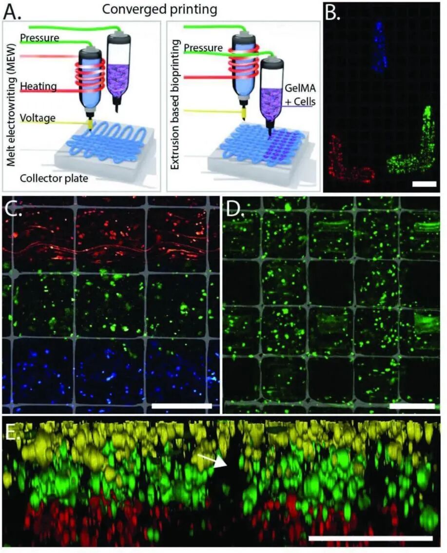明胶在血管怎么降解【专题集锦】基于GelMA墨水的生物3D打印（20230110更新）_https://www.jmylbn.com_新闻资讯_第28张