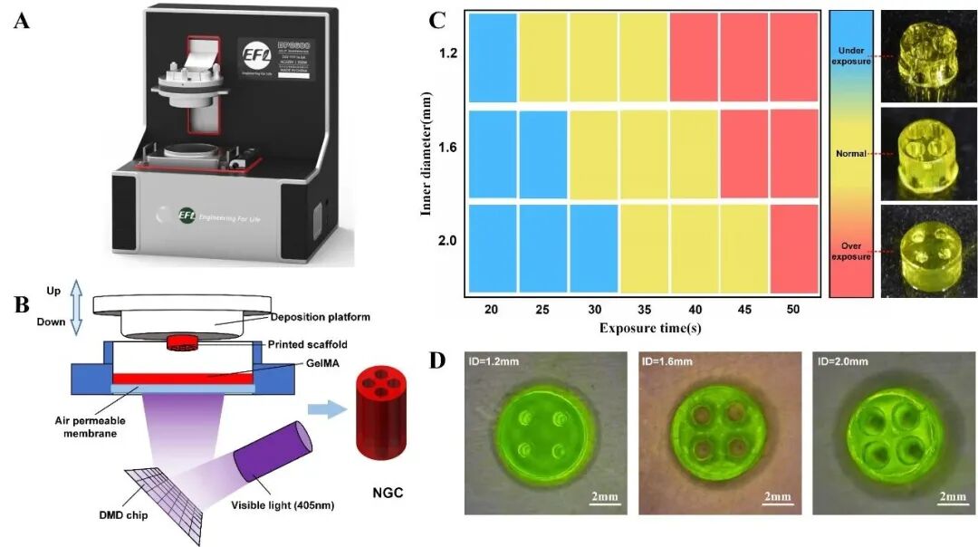 明胶在血管怎么降解【专题集锦】基于GelMA墨水的生物3D打印（20230110更新）_https://www.jmylbn.com_新闻资讯_第20张