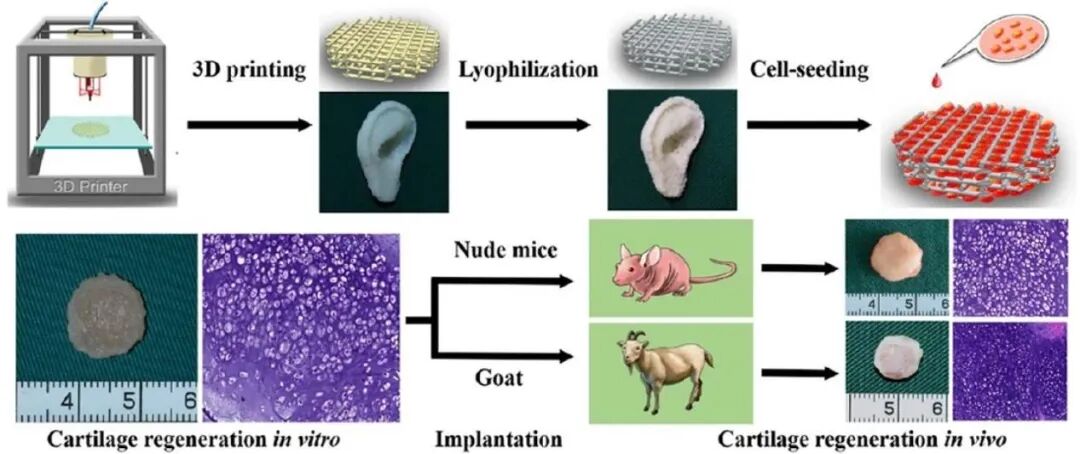 明胶在血管怎么降解【专题集锦】基于GelMA墨水的生物3D打印（20230110更新）_https://www.jmylbn.com_新闻资讯_第18张