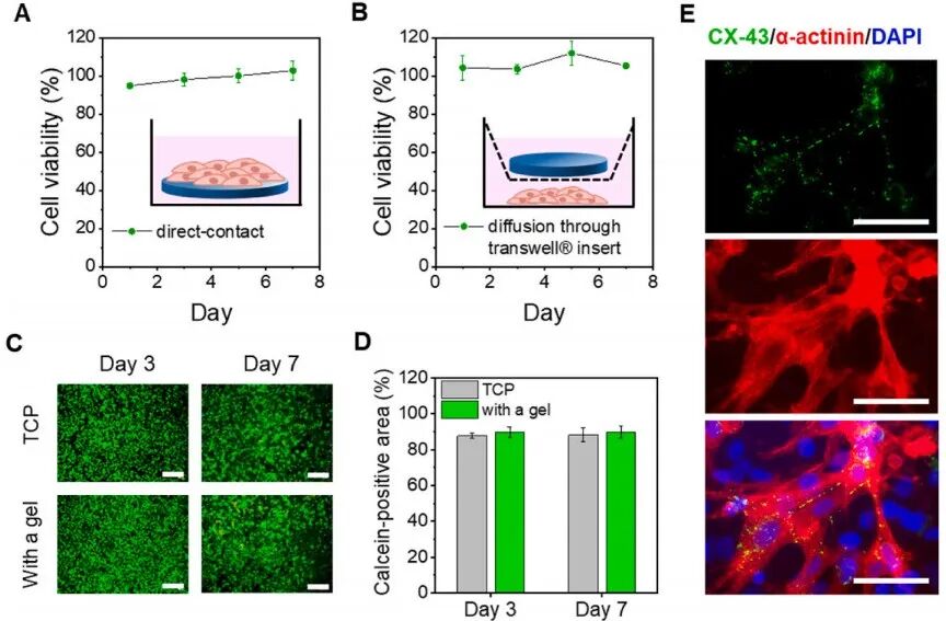 明胶在血管怎么降解《Bioactive Materials》：持续缓释抗炎蛋白的可涂黏附性水凝胶心脏贴片！用于心肌梗死的修复_https://www.jmylbn.com_新闻资讯_第6张