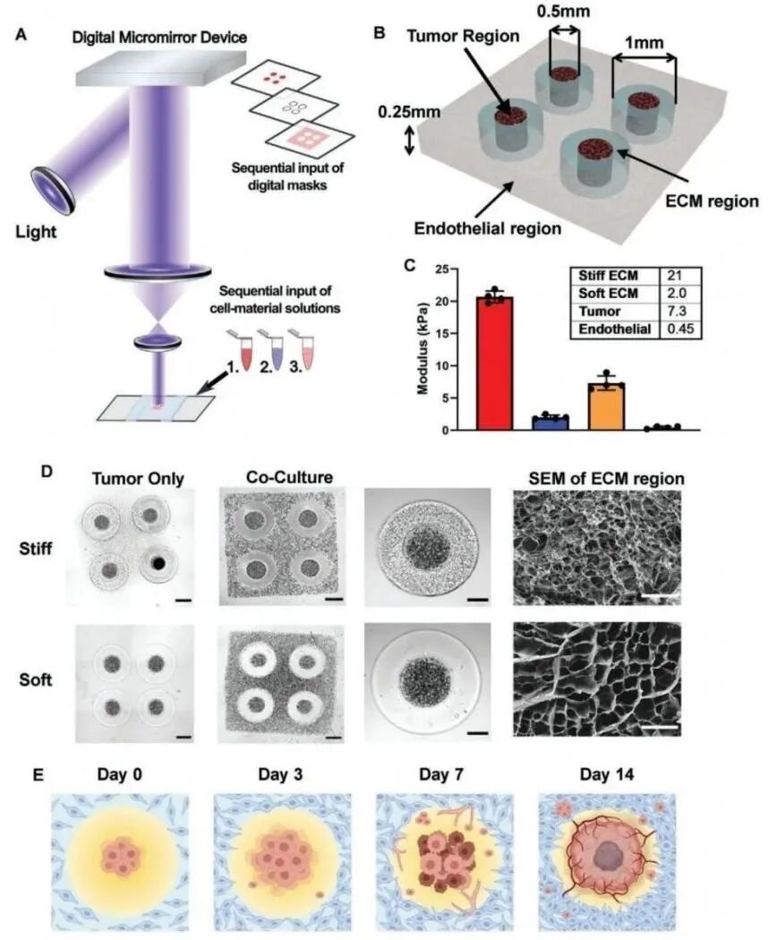 明胶在血管怎么降解【专题集锦】基于GelMA墨水的生物3D打印（20230110更新）_https://www.jmylbn.com_新闻资讯_第62张