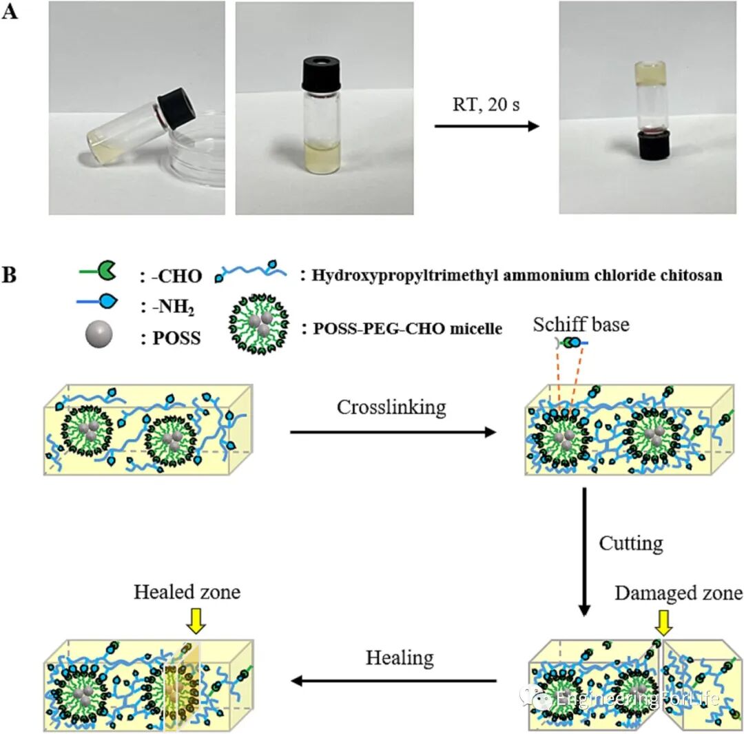 壳聚糖治什么病《Carbohydr. Polym.》：可注射自愈合的壳聚糖杂化水凝胶敷料促进糖尿病伤口愈合_https://www.jmylbn.com_新闻资讯_第2张