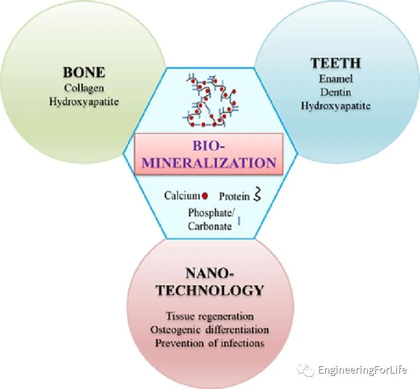 医用诱导骨基质是什么想要更“强壮”的水凝胶？生物矿化来帮忙_https://www.jmylbn.com_新闻资讯_第3张
