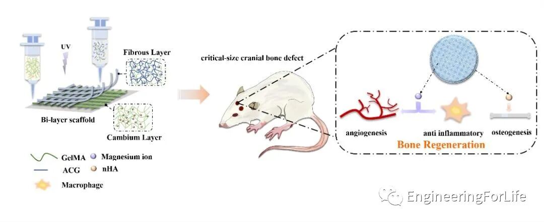 明胶在血管怎么降解【专题集锦】基于GelMA墨水的生物3D打印（20230110更新）_https://www.jmylbn.com_新闻资讯_第72张