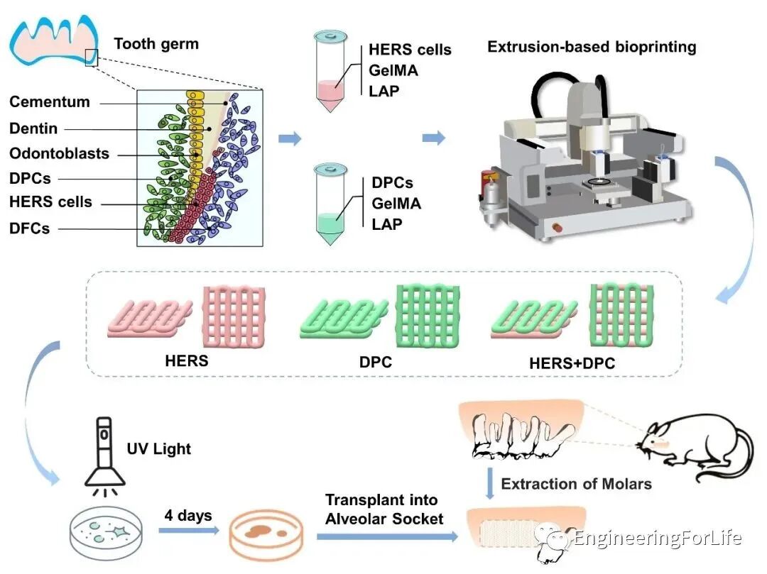 明胶在血管怎么降解【专题集锦】基于GelMA墨水的生物3D打印（20230110更新）_https://www.jmylbn.com_新闻资讯_第70张