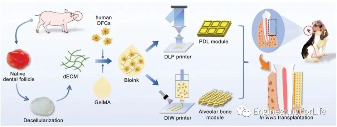 明胶在血管怎么降解【专题集锦】基于GelMA墨水的生物3D打印（20230110更新）_https://www.jmylbn.com_新闻资讯_第76张