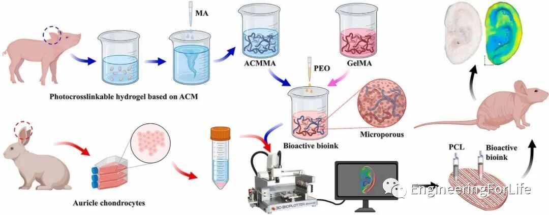 明胶在血管怎么降解【专题集锦】基于GelMA墨水的生物3D打印（20230110更新）_https://www.jmylbn.com_新闻资讯_第66张