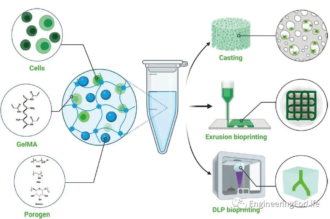 明胶在血管怎么降解【专题集锦】基于GelMA墨水的生物3D打印（20230110更新）_https://www.jmylbn.com_新闻资讯_第68张