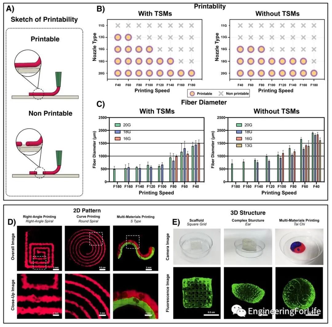 明胶在血管怎么降解【专题集锦】基于GelMA墨水的生物3D打印（20230110更新）_https://www.jmylbn.com_新闻资讯_第74张