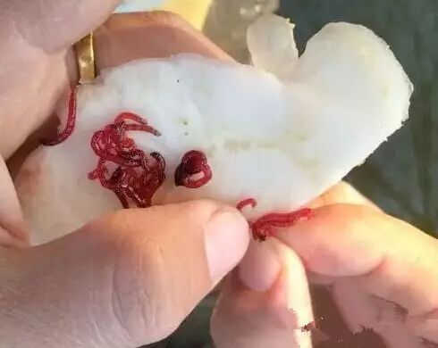 继续挂红虫,使用红虫钓鱼时挂饵的位置可以挂在头部或是尾部比较合适.
