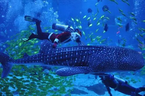 长岛船票_2021长岛船票价格_长岛船票多少钱一张