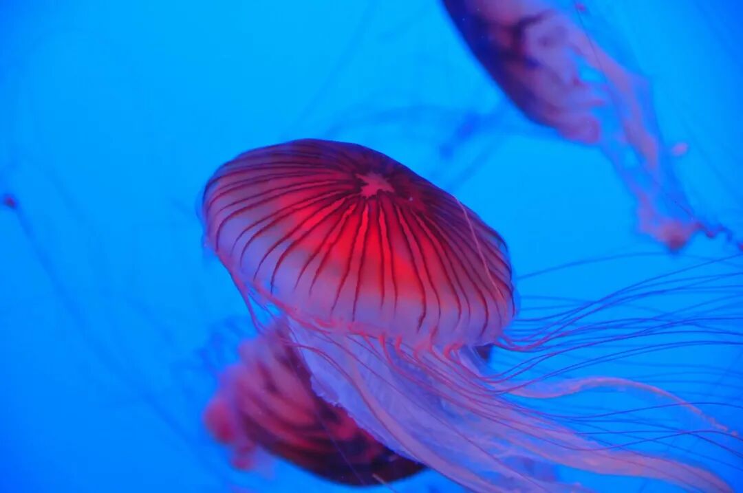 长岛船票多少钱一张_2021长岛船票价格_长岛船票