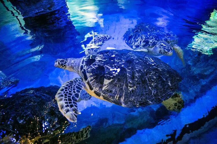 2021长岛船票价格_长岛船票多少钱一张_长岛船票