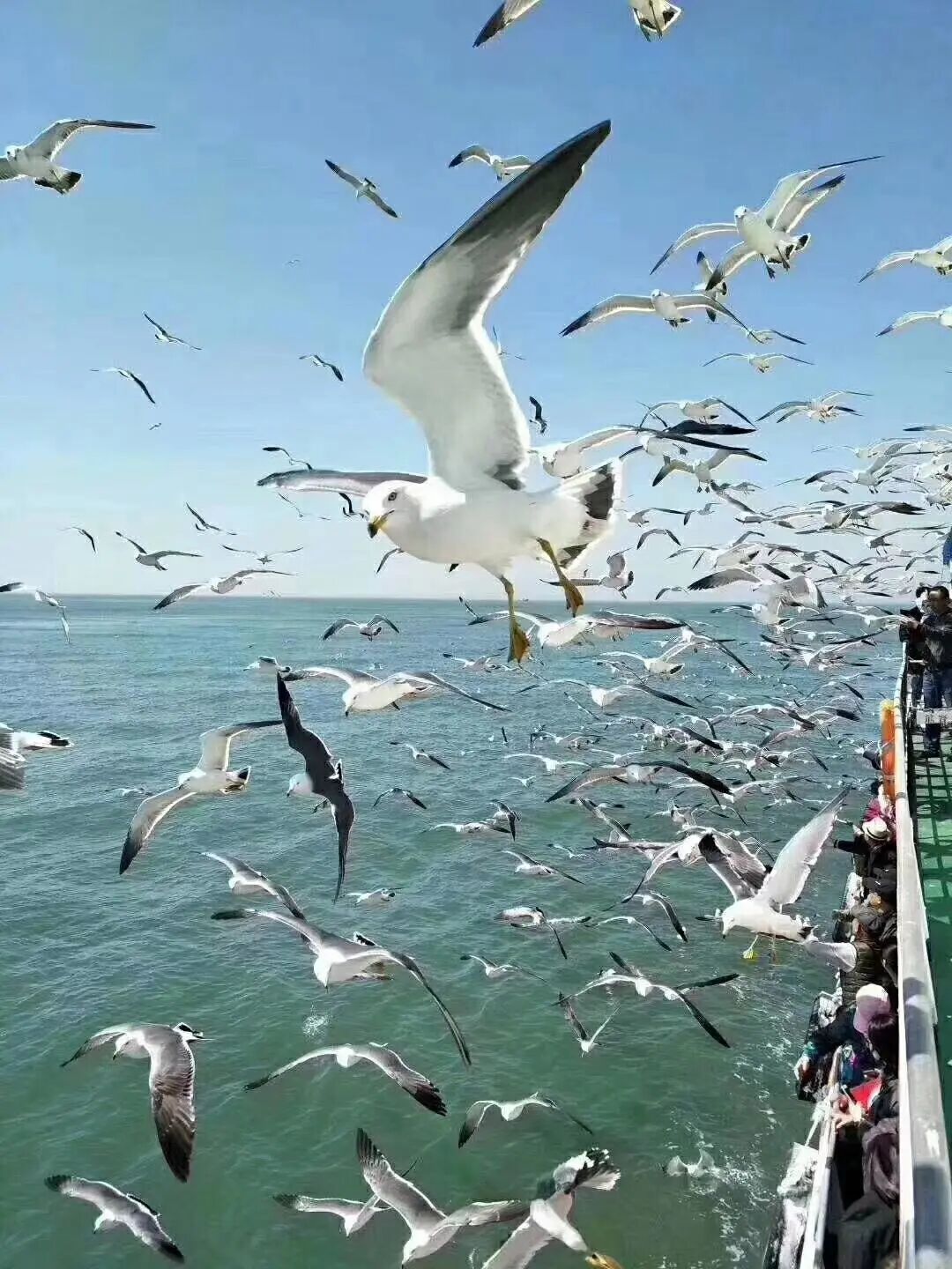 长岛船票_长岛船票多少钱一张_2021长岛船票价格