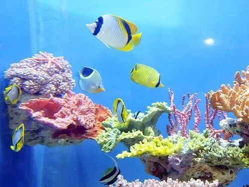 长岛船票多少钱一张_长岛船票_2021长岛船票价格