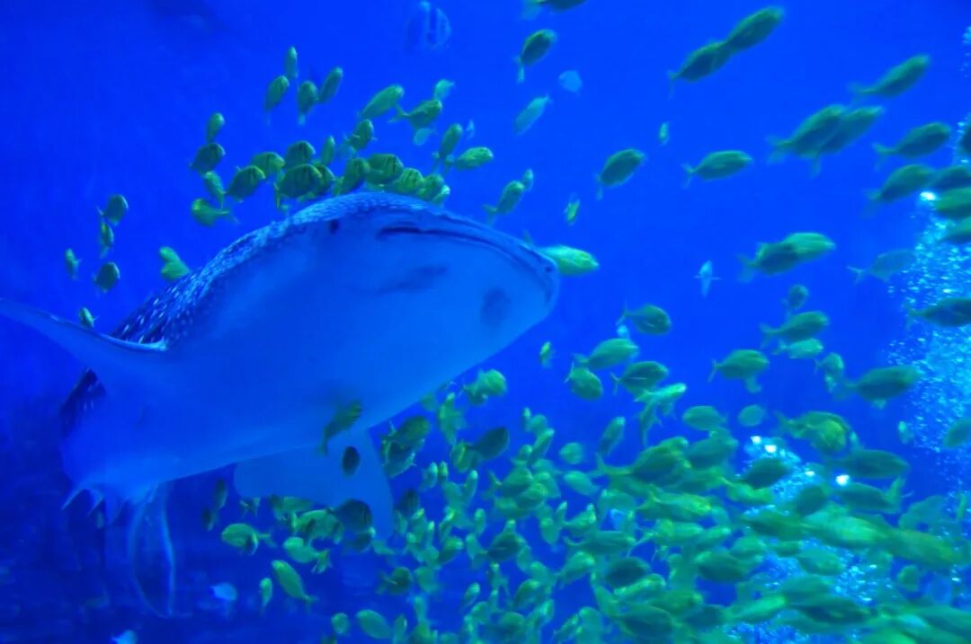 长岛船票_2021长岛船票价格_长岛船票多少钱一张