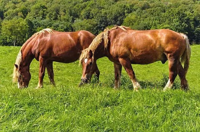 灿烂夺目是什么生肖_灿烂夺目打一数字_灿烂生肖夺目是什么生肖