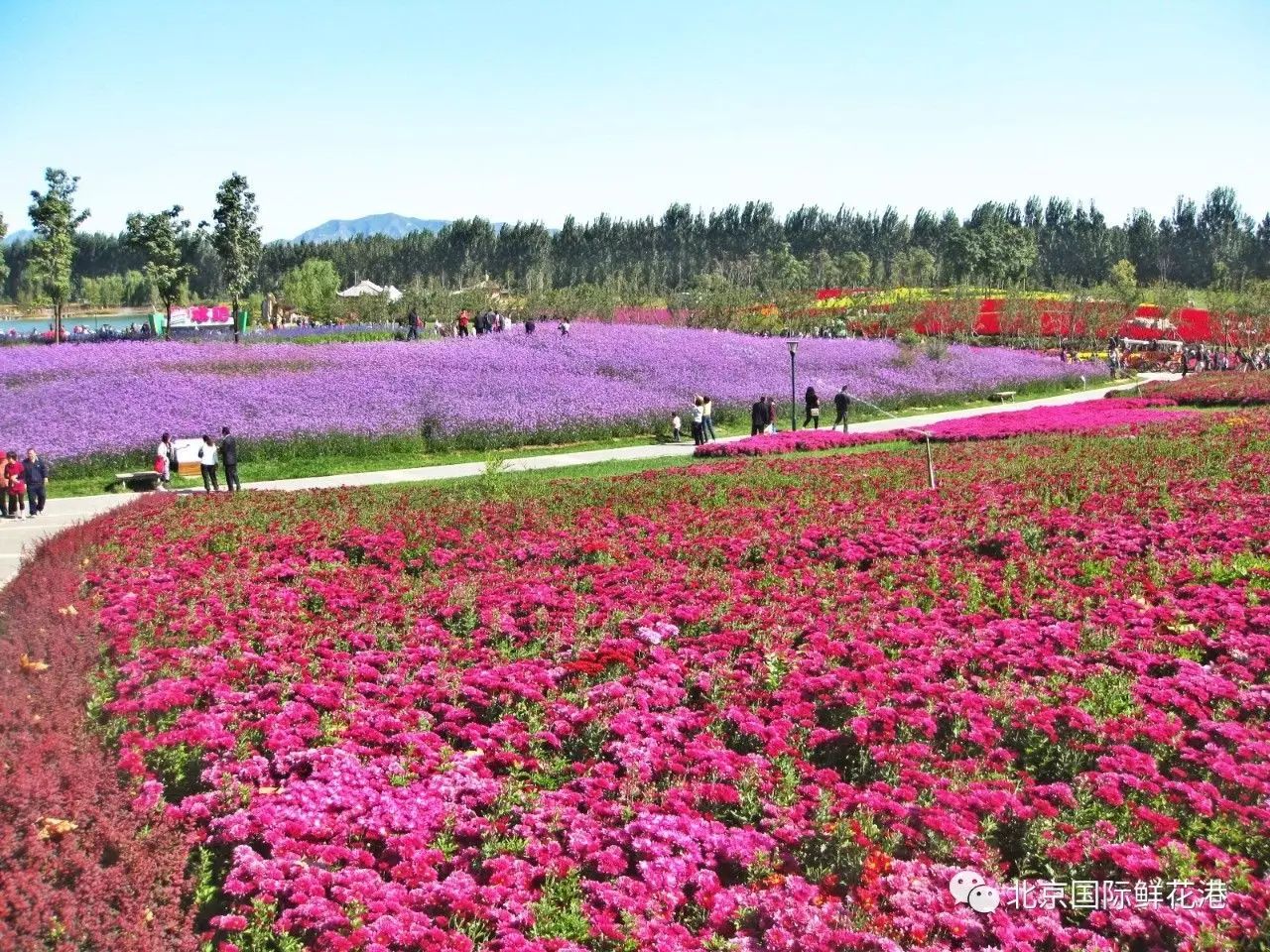 花港新闻 北京国际鲜花港