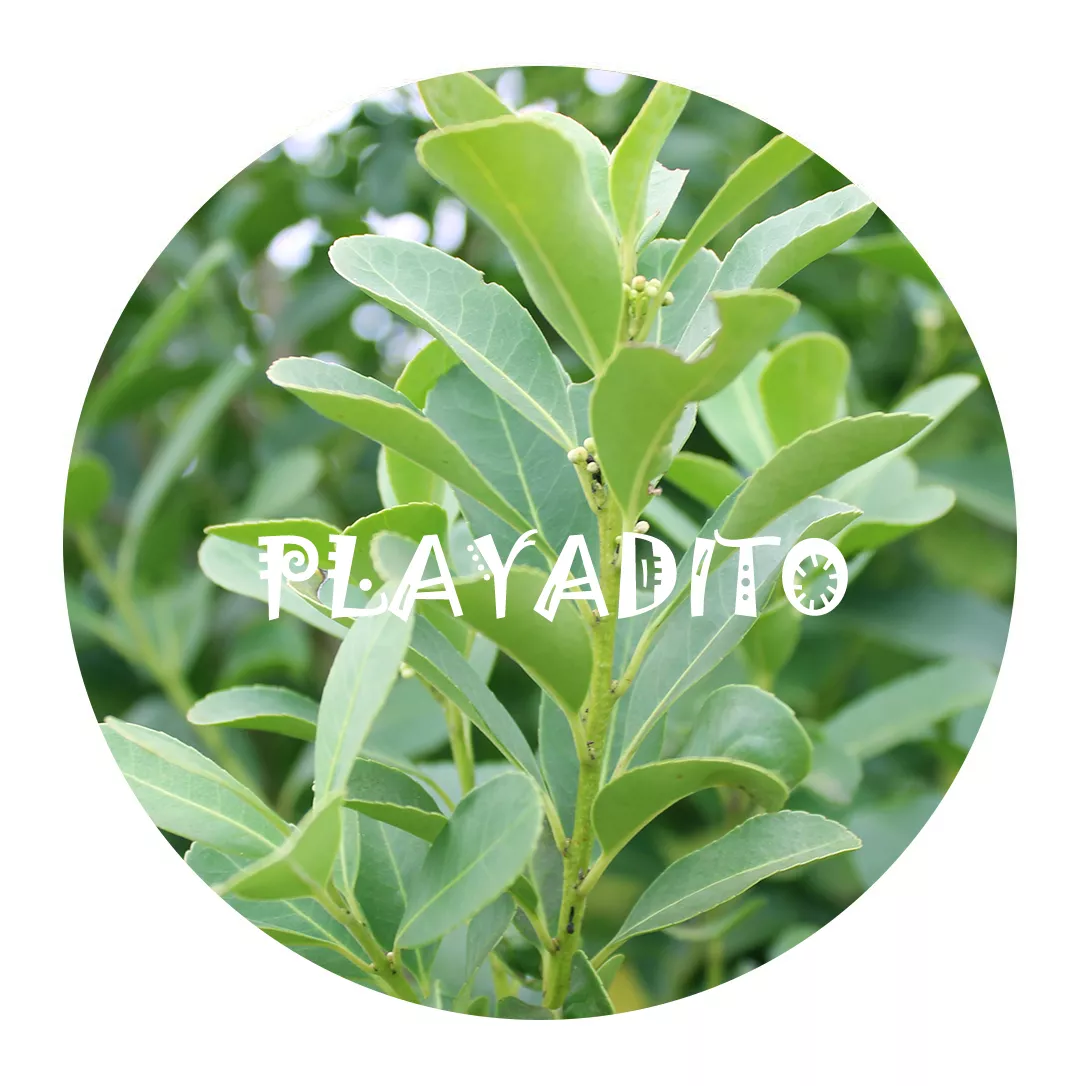 马黛茶有效成分解析第二期之【马黛因的药理作用】 马黛茶有效成分解析第二期之【马黛因的药理作用】