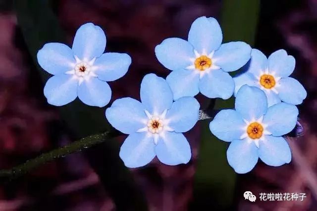 没想到你是这样的 勿忘草 其它景观工程案例 花啦啦花卉种业