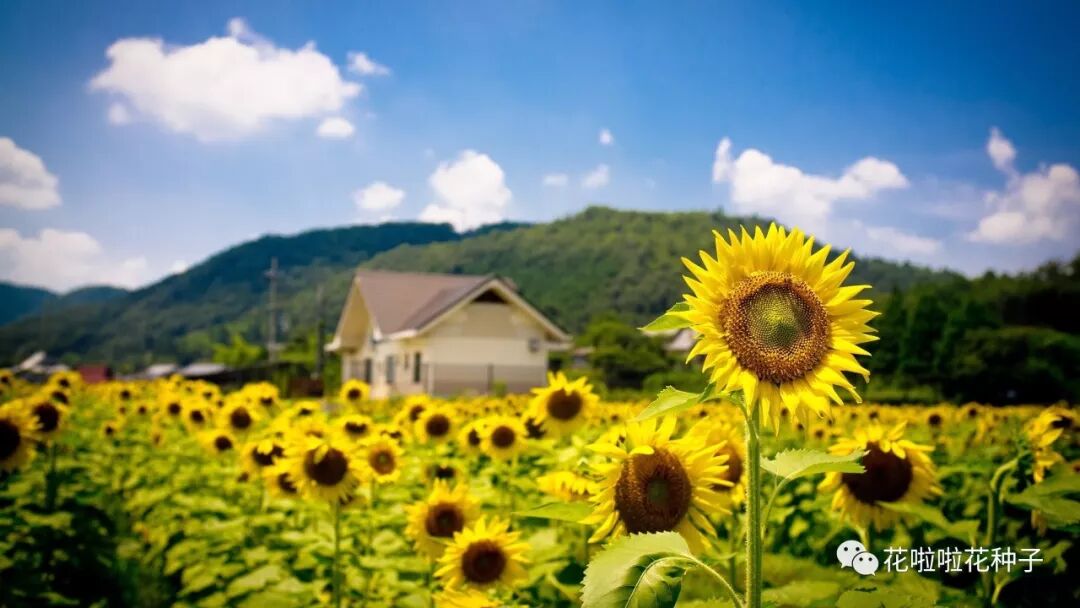 观赏向日葵 其它景观工程案例 花啦啦花卉种业