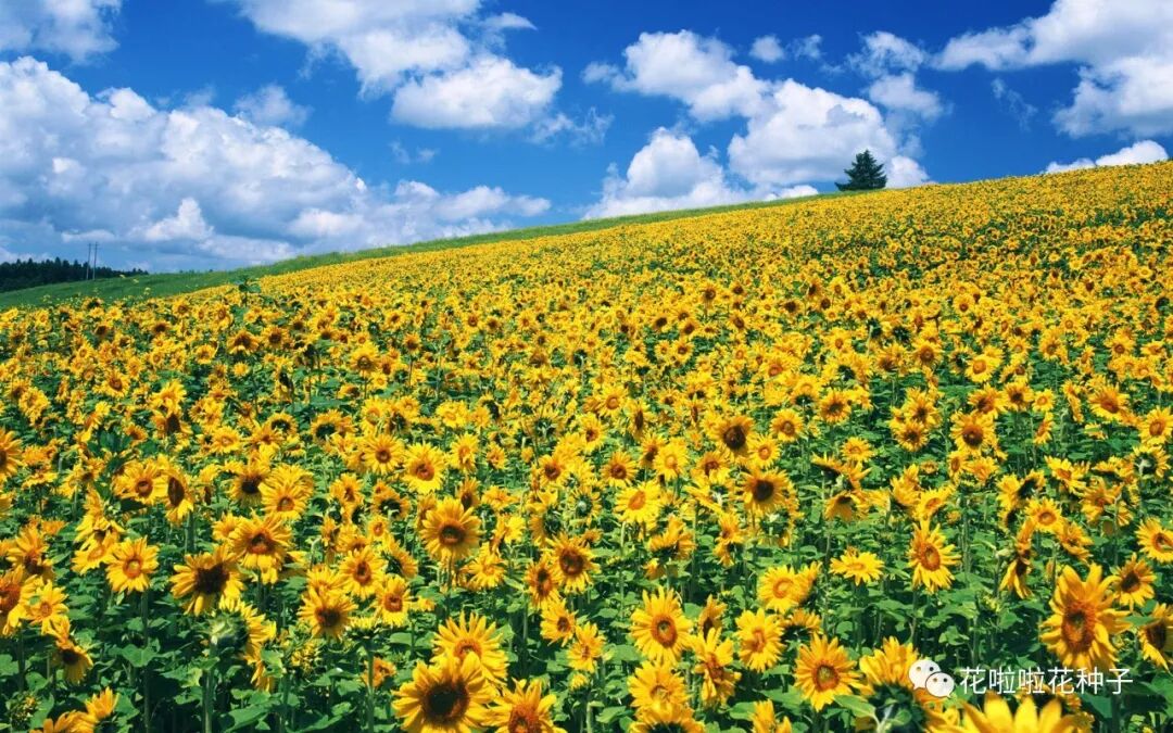 观赏向日葵 其它景观工程案例 花啦啦花卉种业
