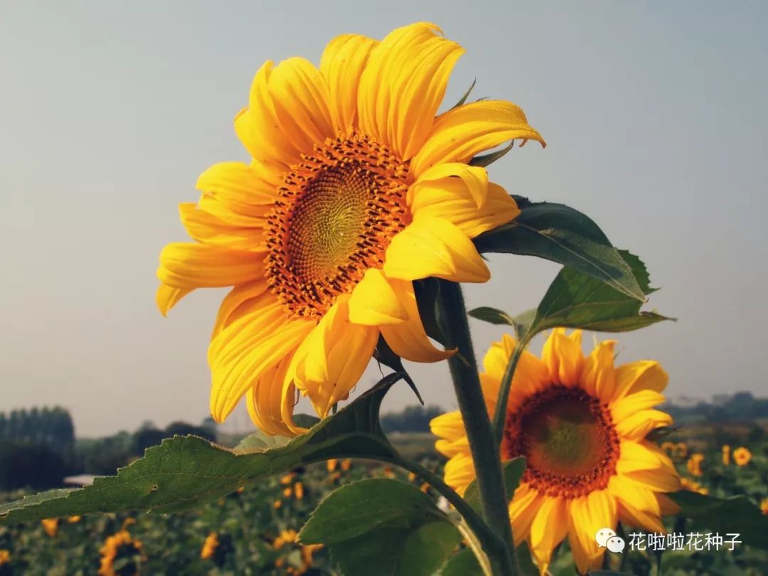 新晋网红小花旦 观赏向日葵 其它景观工程案例 花啦啦花卉种业