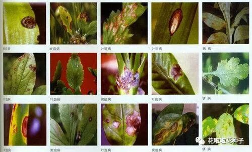 原色花卉病害虫百科 7 原色花卉病害虫百科 7 原色花卉病害虫百科 7